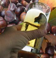 Wine Tasting Harvest New