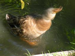 Duck Drop Of Water