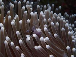 Anemone Immersion Sulawesi