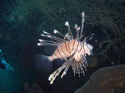 Pterois Fish Lionfish Cobra
