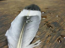 Feather Water Wood