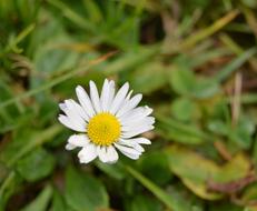 one daisy, top view, Margaret Flower