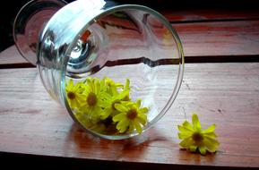 Chamomile Yellow flowers in Glass on Wooden Desk