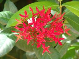Flowers Tropical Color
