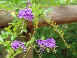 Flowers Tropical Color