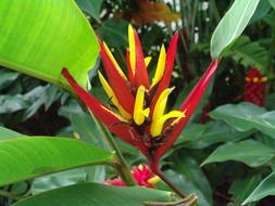 Flowers Tropical Color