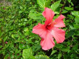 Flowers Tropical Color