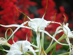 Beautiful blooming white and red flowers in the garden