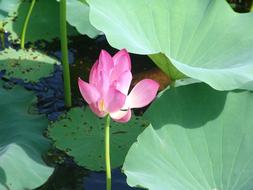 Water Lily Australia Tropics