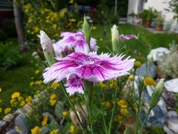 unusually beautiful Carnation Blossom