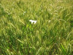 Barley Field Vetch