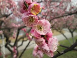 Plum Garden Castle Peak Park