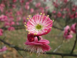 Plum Garden Castle Peak Park