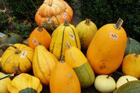 Pumpkin Gourd