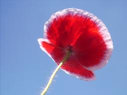 wonderful Poppy Blossom red sun