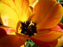 Yellow open tulip with black center