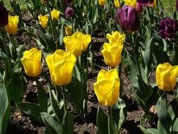 Tulip Flowers Yellow