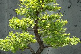 green bonsai on wall background