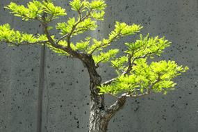 Bonsai Tree Small