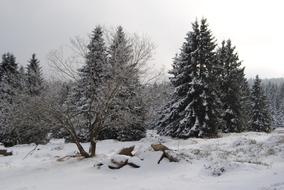 Resin Torfhaus Winter landscape