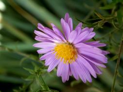 goodly Chrysanthemum Purple