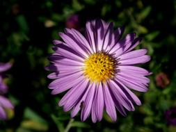 unusually beautiful Flower Chrysanthemum Purple