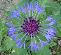 macro photo of meadow cornflower