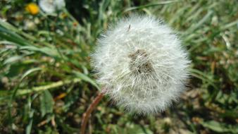 Dandelion white green