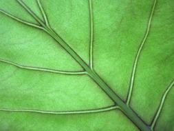 Leaf Veins