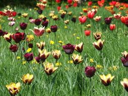 Spring Tulips Meadow