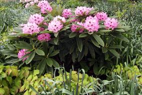 Rhododendron Blossom bush