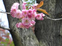 Pink ornamental Cherry Blossoms at tree trunk