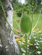 Thistle Green Garden Tree