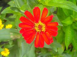 Flowers Red Leaf
