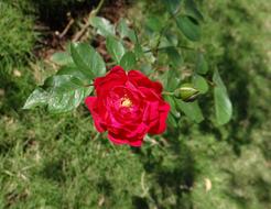 unusually beautiful Button Rose Flower