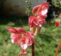 red Begonia Flower