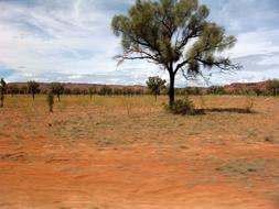 Outback Bush Steppe