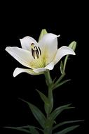 extraordinarily beautiful Lily White