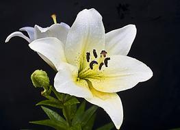 extraordinarily beautiful Lily Isolated