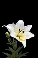 unusually beautiful white Lily Blossom