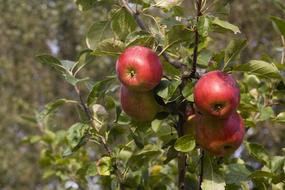 Apple Mature Harvest