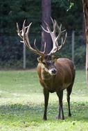 Red Deer Capital Antler