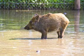 Wild Boar Water Sanzgiri