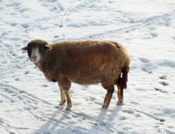 Sheep Winter Snow