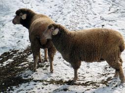 Sheep Winter Pasture