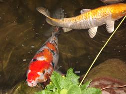 Koi Carp Cyprinus Carpio Garden