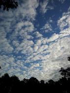 white clouds, blue mebo over the silhouettes of trees