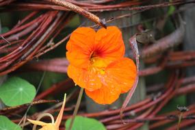 fabulous Flower Orange