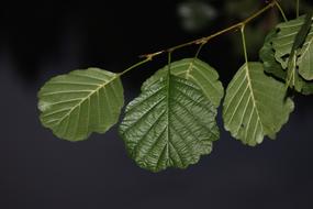 Alder Night Branch With