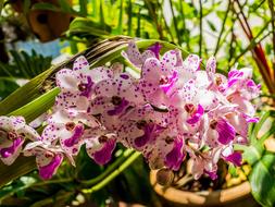 goodly Orchid Flowers